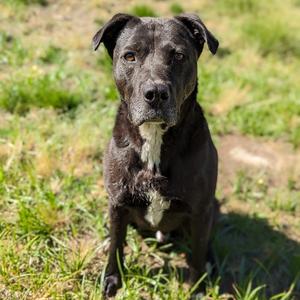 Kova, Retriever, Black Labrador, senior, available for adoption