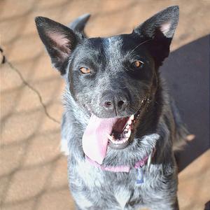 Kylie, Cattle Dog, Australian (Blue Heeler), young, available for adoption