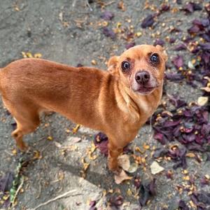 Wink, Chihuahua, Short Coat, senior, available for adoption