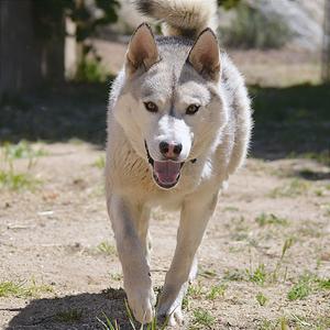 Steele, Husky, Siberian, adult, available for adoption