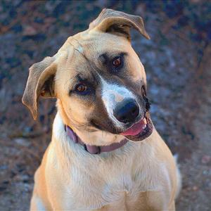 Winnifred, Shepherd, Anatolian, adult, available for adoption