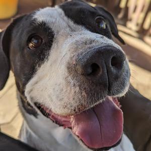 Lola, Terrier, American Pit Bull, senior, available for adoption