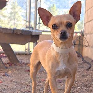 A small brown chihuahua dog wearing a white collar, standing outdoors on a dirt ground with a wooden structure and trees in the background.