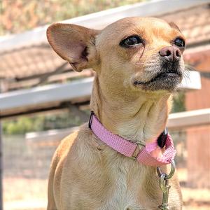 A small tan dog with large ears wearing a pink collar.
