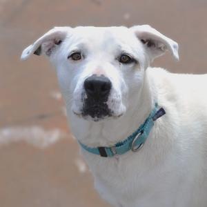 a white dog with a blue collar