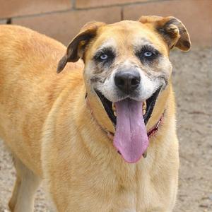 Josset, Catahoula Leopard Dog, senior, available for adoption