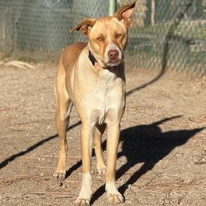 A tan pit bull mix dog stands outdoors in a dirt lot, looking at the camera with its ears perked.