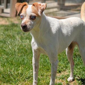 Mabel, Chihuahua, senior, available for adoption