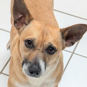 Eurion, Corgi, Cardigan Welsh, adult, available for adoption