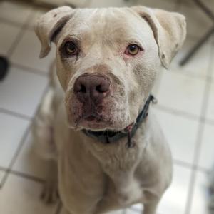 Han, Dogo Argentino, senior, available for adoption