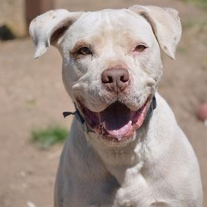 A white dog with floppy ears and a happy expression, wearing a black collar.