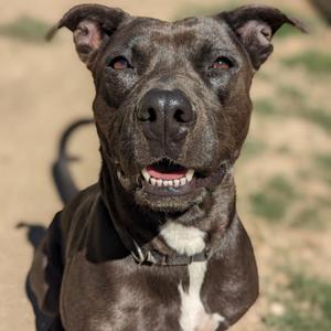 Monet, Terrier, American Pit Bull, senior, available for adoption
