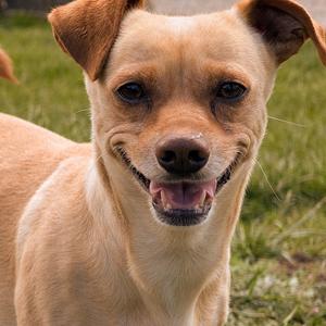 Brick, Chihuahua, adult, available for adoption