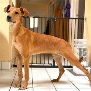 Tempo, Whippet, available for adoption