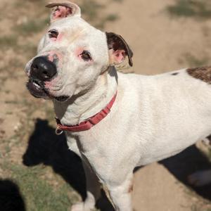 Zeus, Terrier, American Pit Bull, adult, available for adoption