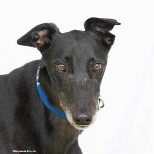 Jasper, Greyhound, adult, available for adoption