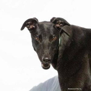 Jimmy, Greyhound, adult, available for adoption