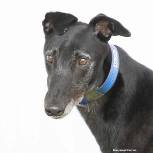 Archie, Greyhound, adult, available for adoption