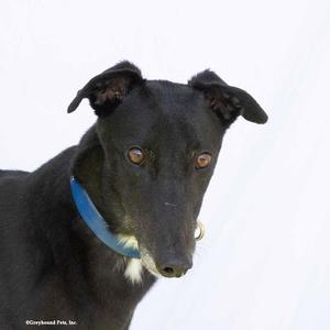 Tina, Greyhound, adult, available for adoption