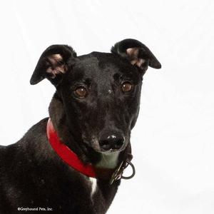 Lucy, Greyhound, adult, available for adoption