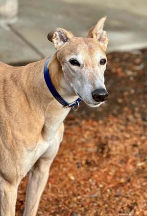 Dennis, Greyhound, adult, available for adoption