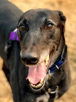 Bunty, Greyhound, adult, available for adoption