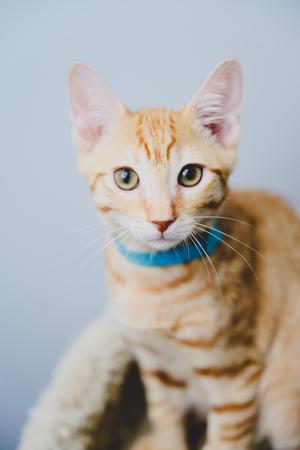An orange tabby cat wearing a blue collar