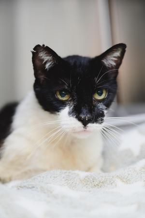 Brobro, senior, available for adoption