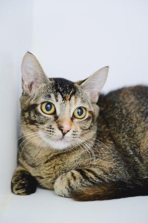 A close-up of a tabby cat with striking yellow eyes, lying down against a white background.