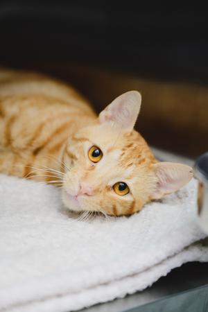 Damien, young, available for adoption