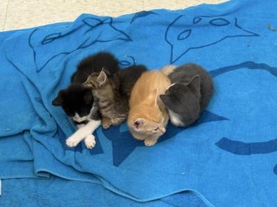 Chennai, kitten, available for adoption