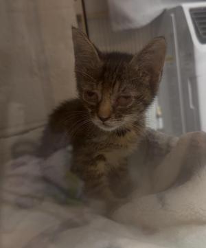 A small, tabby kitten with its left eye appearing closed or damaged, sits on a white, fluffy surface.