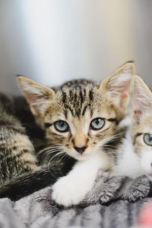 Irving, kitten, available for adoption