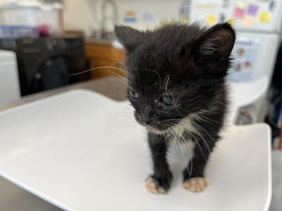 Macademia, kitten, available for adoption