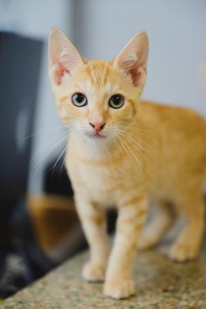 Bengal, kitten, available for adoption