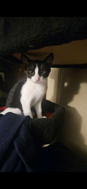 Bolt, kitten, available for adoption