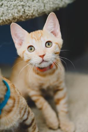 Marida, kitten, available for adoption