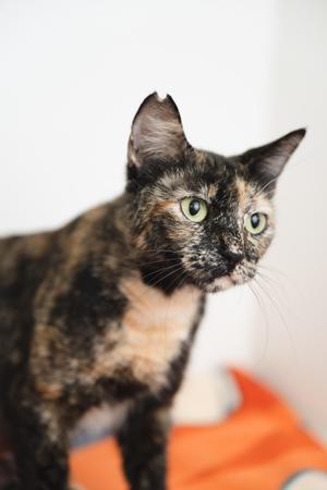 A tortoiseshell cat with green eyes against a white background, looking to the right.