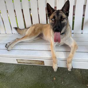 GEORGIA, Malinois, Belgian, adult, available for adoption