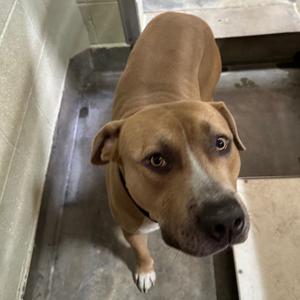 Brutus, Terrier, Pit Bull, adult, available for adoption