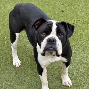 FLOYD, Boxer, adult, available for adoption