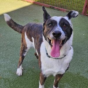 A happy dog with a black and white face and brown patches on its body, standing on green grass with its tongue out.