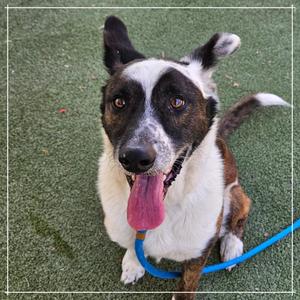 A happy dog sitting on a grassy surface with its tongue out, wearing a blue leash.
