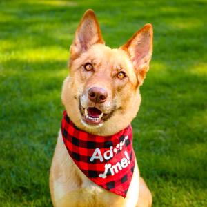 CONNIE, Shepherd, German, adult, available for adoption