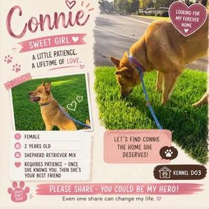 A brown dog wearing a purple collar and leash, sniffing the grass. The image includes text about a dog named Connie, describing her as a female, 2 years old, a Shepherd Retriever mix, and in need of a permanent home.