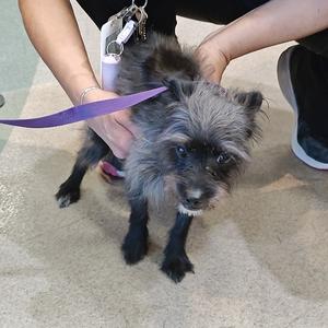 A small black dog with shaggy fur being held by a person, wearing a purple leash.