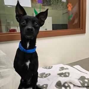 FRED WEASLEY, Chihuahua, adult, available for adoption