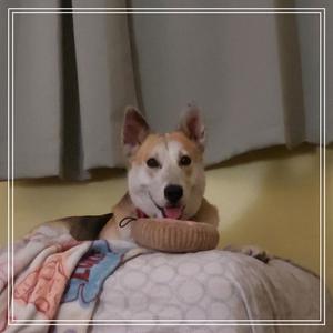 A tan and white dog with floppy ears lies on a blanket, looking at the camera with its tongue slightly out. A brown bowl is in front of it.