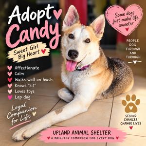 Candy, Shepherd, German, adult, available for adoption