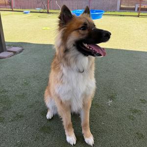 Elton, Shepherd, adult, available for adoption